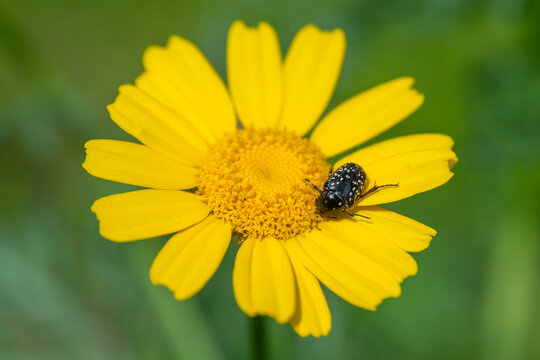 Mediterranean spotted chafer beetle on a wild yellow daisy in Israel.
