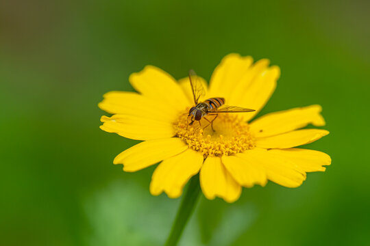 Mediterranean spotted chafer beetle on a wild yellow daisy in Israel.
