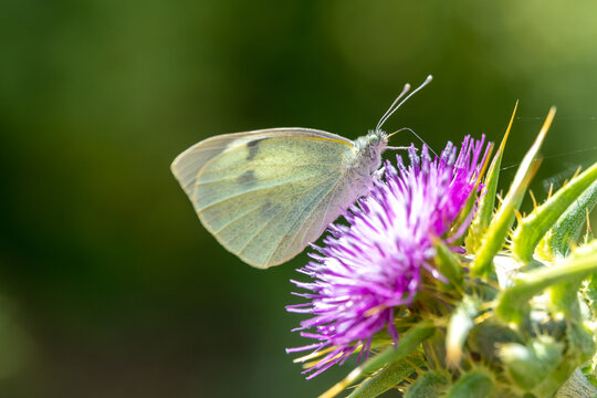 A Cabbage White butterfly scientific name Pieris rapae on a purple thistle flower at Nahal Tavor Nature Reserve in Israel. 
