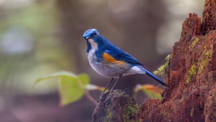blue tit on branch © Bai