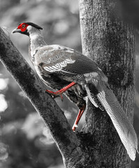 red billed hornbill © Bai