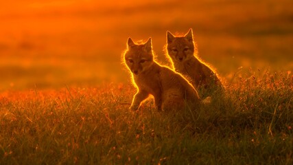 wolf in the sunset © Bai