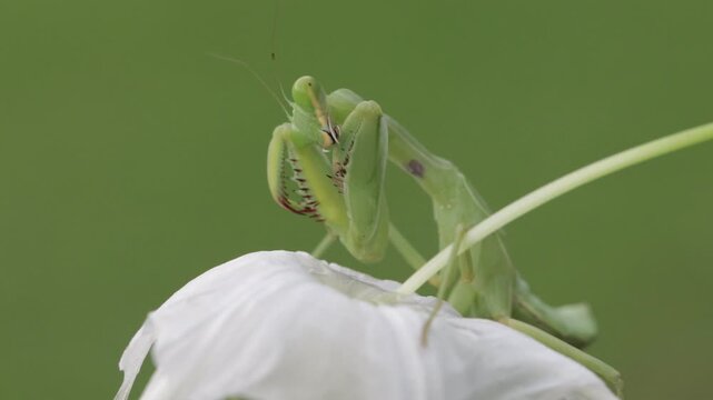 Close-Up of a green praying mantis (Tenodera sinensis) on a flower