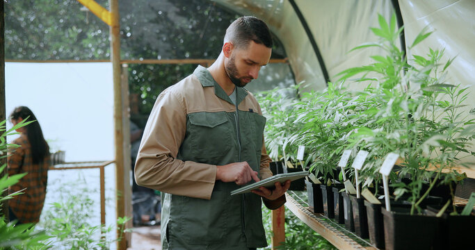 Review, cannabis or man in greenhouse with tablet, growth monitor or checklist in cbd production. Plants, report or grower with tech, development recording or harvest inspection in marijuana business