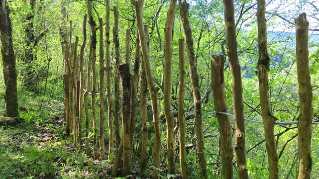 Rustic wooden fence segments align naturally, forming a boundary in surrounding lush green forest, encapsulating ideas of rural life, nature, and environmental preservation