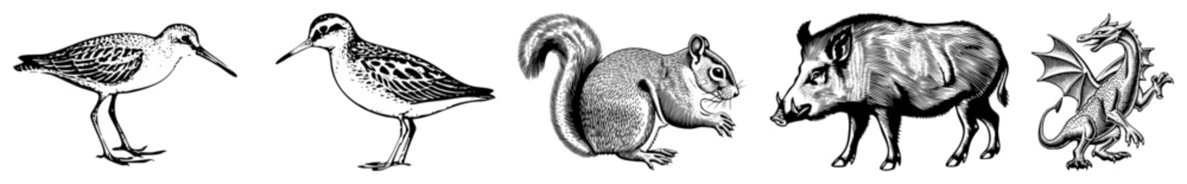 Detailed woodcut style collection featuring a shorebird, a bushy tailed squirrel, a wild boar, and a mythical dragon. These fine art sketches showcase various fauna from nature and legend.