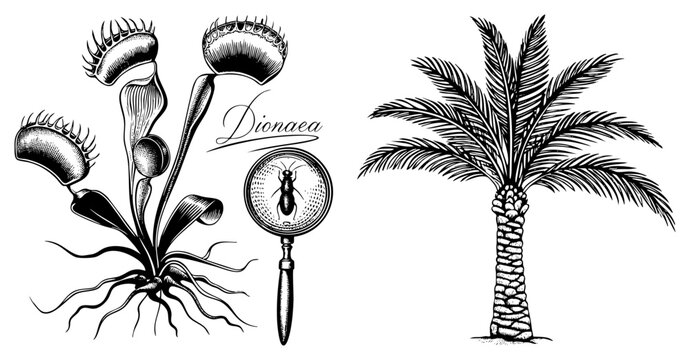 Detailed etching featuring a carnivorous venus flytrap, also known as a snap trap or Dionaea, alongside a lush palm tree and a magnifying glass for botanical study.