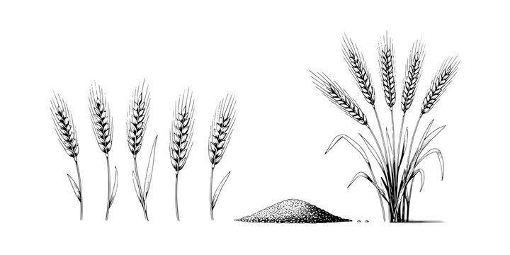 Wheat grain illustration with hand drawn pencil texture in field and standalone plant with soil featuring cereal, barley, crop with farming and