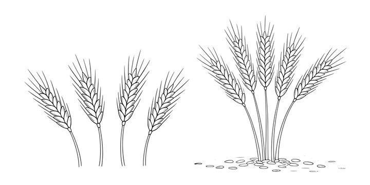 Wheat stalks hand-drawn illustration with detailed grains and roots featuring agriculture, farming, crop with plant and nature elements for sketch,