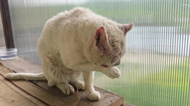 Old neglected white cat grooming matted paws, showing scars and ear infection, seeking warmth and care through a window