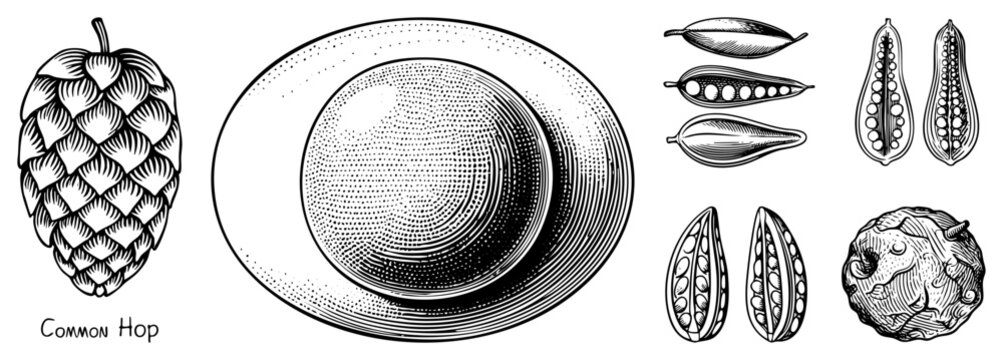 Detailed scientific illustration featuring the common hop, also known as a cone or lupulin producer, alongside various seed pods and botanical specimens in a classic stipple etching style.