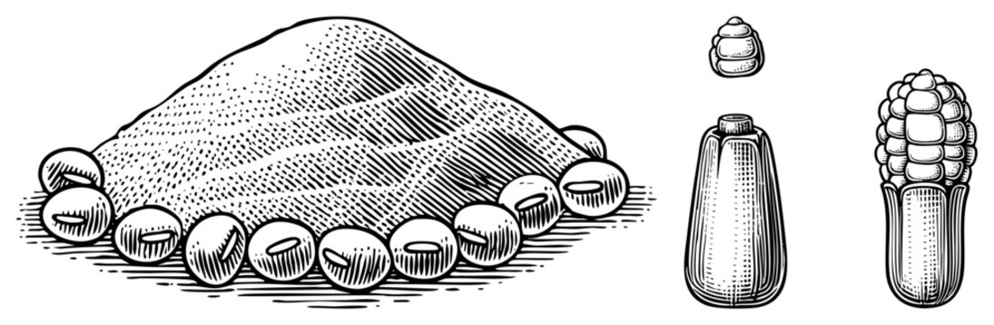 Detailed woodcut style depiction of a corn heap, featuring a mound of maize, corn kernels, and a single ear of corn. This grain pile shows individual kernels and a coblet in fine art.