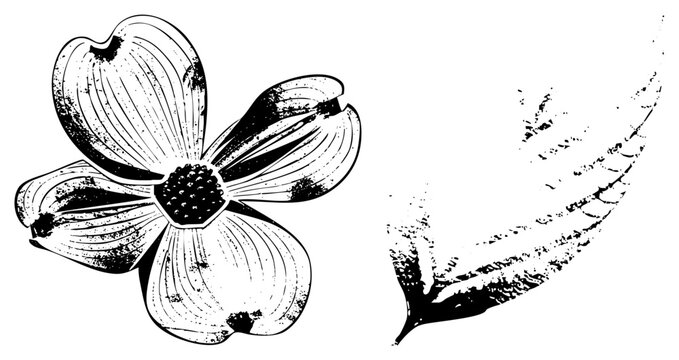 Detailed botanical sketch of a cornus blossom, also known as a flowering dogwood, featuring a distressed woodcut aesthetic. This cornus petal arrangement includes a single textured leaf.