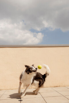 Border collie jumping to catch a ball outdoors on a sunny day