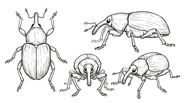 A detailed illustration showcasing a weevil from multiple angles, highlighting its distinctive snout and segmented body.