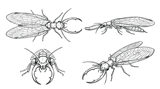 A detailed illustration showcasing the anatomy and various perspectives of an antlion insect, highlighting its mandibles and wings.