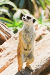 Fototapeta premium meerkat on guard