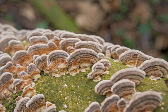  closeup of turkey tail mushrooms growing on a tree trunk - Trametes versicolor