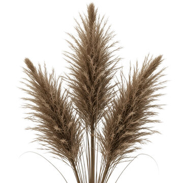 A close-up view of mature foxtail grass against a plain background