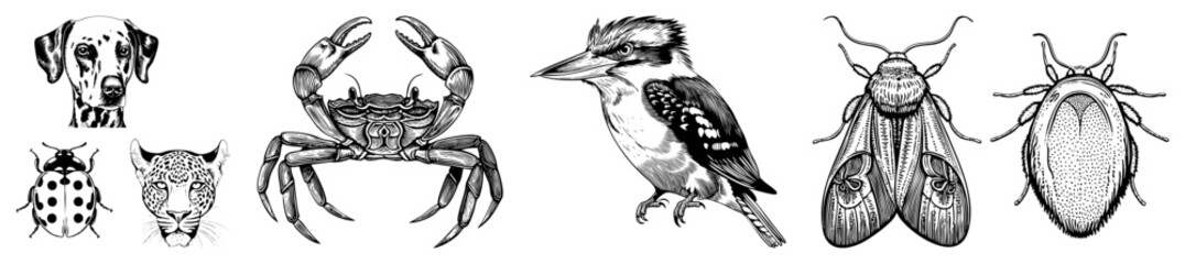 Fototapeta premium Hand drawn sketches of a spotted hound, a crustacean, and a kingfisher. Includes a ladybug, a predator, and various creepy crawlies in fine detail.