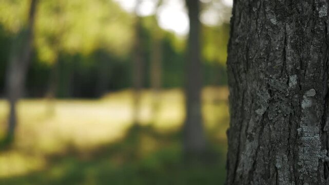 Close-up of a tree trunk in the foreground with a park landscape in the background