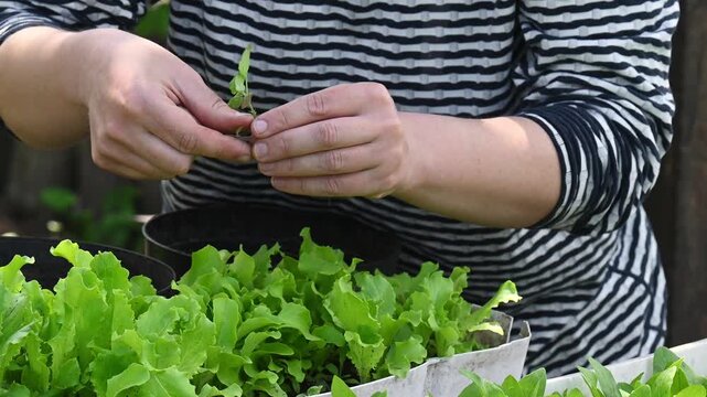 Eco-friendly urban gardening, mindful living, slow lifestyle trend, growing fresh organic greens at home, sustainable food production, self-sufficiency, reconnecting with nature, balance in fast-paced