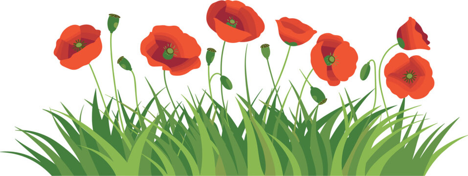 Red poppy flower tuft green grass, remembrance poppy field meadow vector illustration on white background
