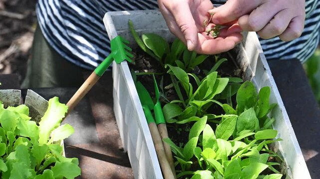 Eco-friendly urban gardening, mindful living, slow lifestyle trend, growing fresh organic greens at home, sustainable food production, self-sufficiency, reconnecting with nature, balance in fast-paced