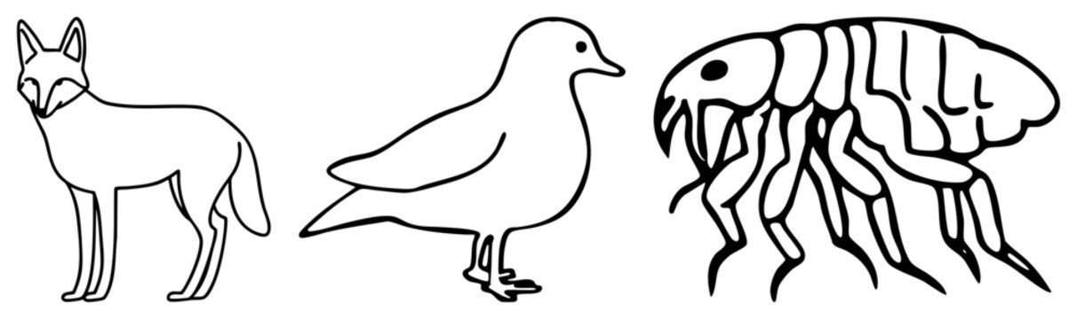 Collection of simple drawings including a clever trickster fox, a gentle feathered pigeon, and a segmented sea louse. These clean black ink silhouettes offer a modern aesthetic.