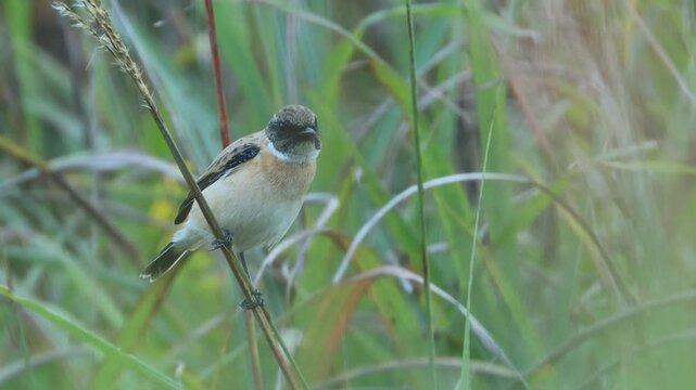 Extreme Close-up of Male Stonechat in Winter Plumage During Autumn Migration (4K with Audio)
