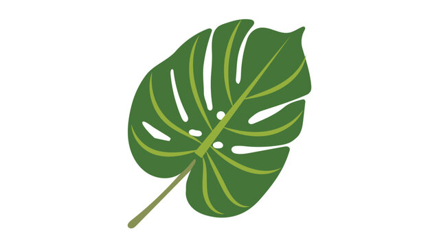 tropical monstera leaf illustration with botanical foliage icon and green nature plant design