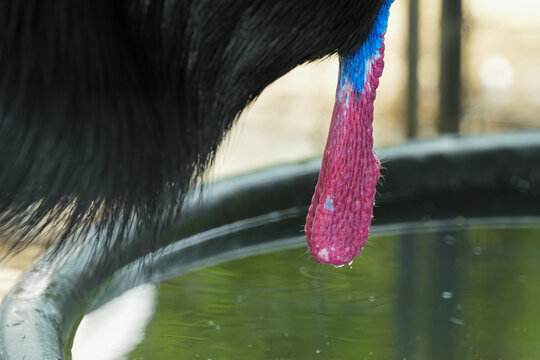 The intricacy of Casanova's feathers texture and crest 
