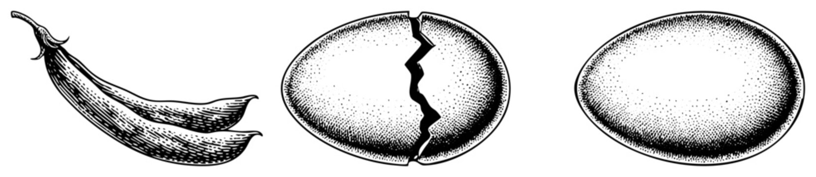 Detailed botanical illustration featuring a pea pod, garden legumes, and split pea seeds. This hand drawn stipple art depicts organic vegetable shapes with fine work and texture.
