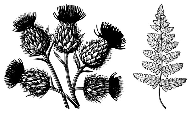 Detailed woodcut style depiction of prickly thistle heads and a delicate fern leaf. This botanical sketch features a prickly cardoon and a lush pteridophyte in classic etching.