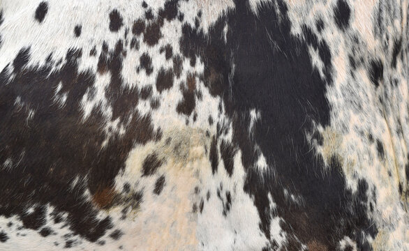 cow skin texture background, bull leather with fur background closeup,  cow hide pattern, The texture is dense and rich, displaying a natural pattern, cow skin hairy texture bull fur animal skin textu