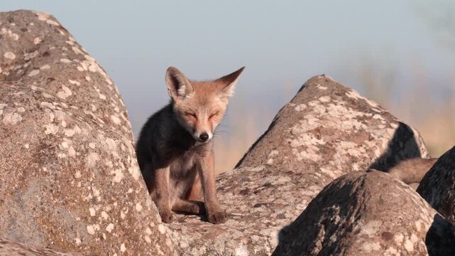 Wild red fox kit standing proud on a basalt boulder, looking at the camera. Golan Heights, Israel.