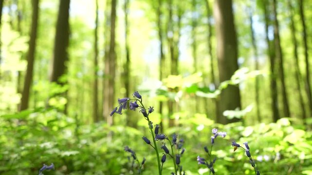 Bluebell Stem In Foreground With Sunlit Beech Forest And Green Canopy, Ground Level Shot