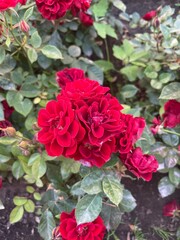Obraz premium Red Rose Bush Bloom