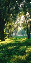 Fototapeta premium Sunlit forest scene with tall trees and green grass creating a natural landscape environment