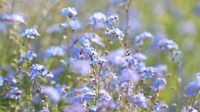 Decorative small blue wild Forget-me-not flowers blooming in summer garden on sunny day, outdoor lawn full of ornamental delicate blossoming Myosotis sylvatica flowers, spring season in nature.