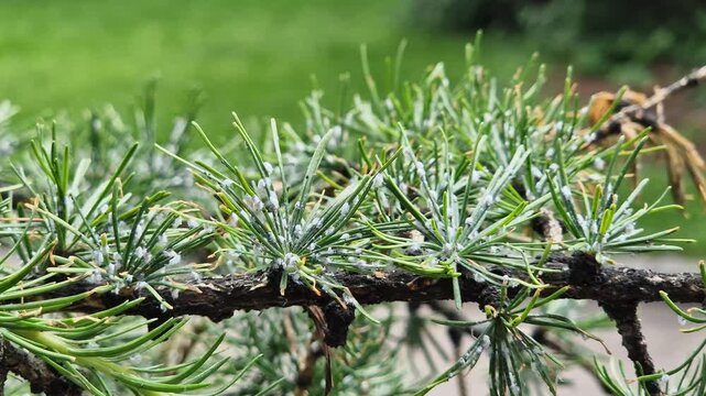 A branch of a larch tree affected by the larch hermes. The needles show characteristic white waxy secretions, under which the larvae of the pest hide. A close-up shows signs of the tree's disease
