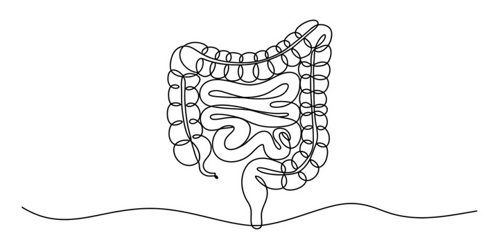 Continuous single line drawing of human digestive system anatomy showing large and small intestines