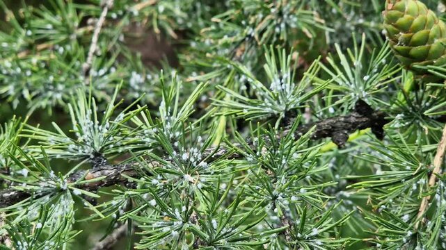 A branch of a larch tree affected by the larch hermes. The needles show characteristic white waxy secretions, under which the larvae of the pest hide. A close-up shows signs of the tree's disease