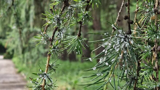 A branch of a larch tree affected by the larch hermes. The needles show characteristic white waxy secretions, under which the larvae of the pest hide. A close-up shows signs of the tree's disease