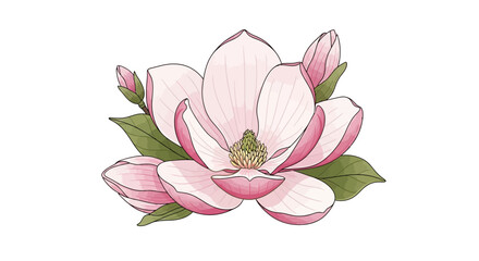 Illustration of a pink magnolia blossom on a white background © Konco