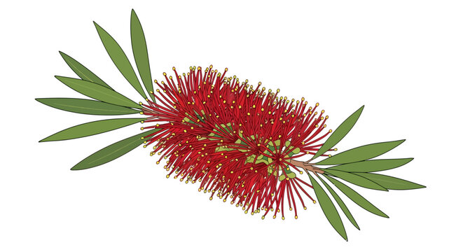 A vibrant illustration of a bottlebrush flower on a white background.