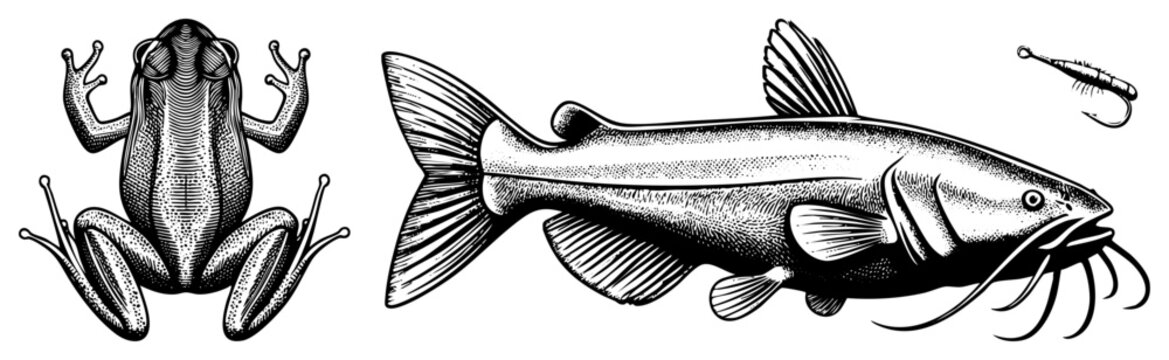 Detailed woodcut style depiction of a large catfish, often called a bullhead or whiskers, alongside a common bullfrog. This etching features fine work and stippling textures.