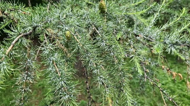 A branch of a larch tree affected by the larch hermes. The needles show characteristic white waxy secretions, under which the larvae of the pest hide. A close-up shows signs of the tree's disease