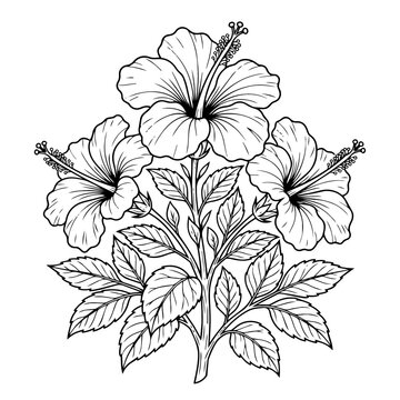 Beautiful hand drawn sketch of tropical hibiscus flowers with foliage.