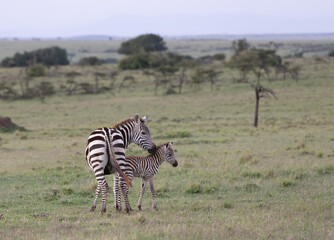 Baby Zebra with Mother © George Erwin Turner